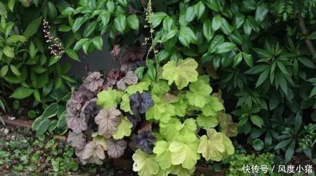 种植|家里有院子不如搞个种植池,这几样植物推荐给你