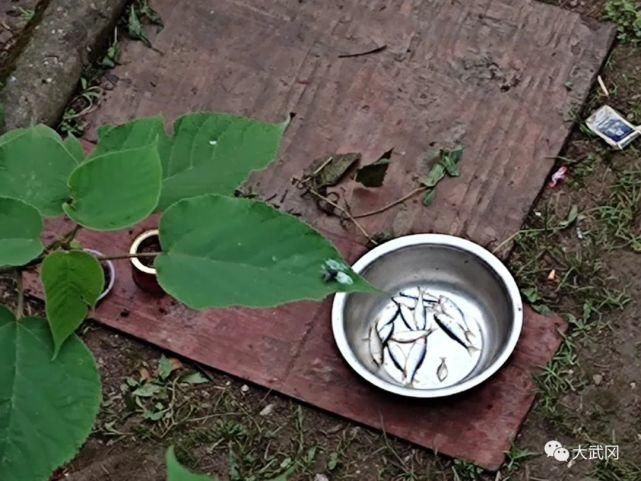 武冈|湖南这里河水上涨上百人钓鱼！一下子就有一脸盆！捞起挂...