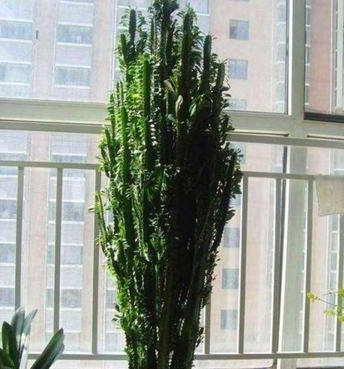 家里|5种多肉有点毒,养在家里不安全,家里有孩子,赶快扔出去