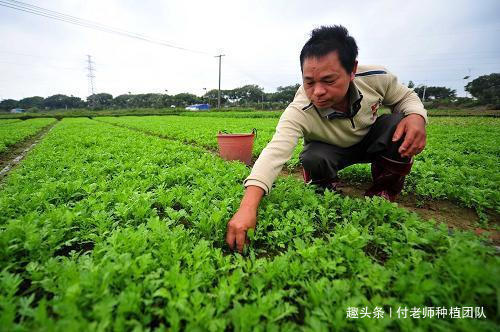 火锅店常客,大家都爱吃,家有空地种上一小片,随吃随摘