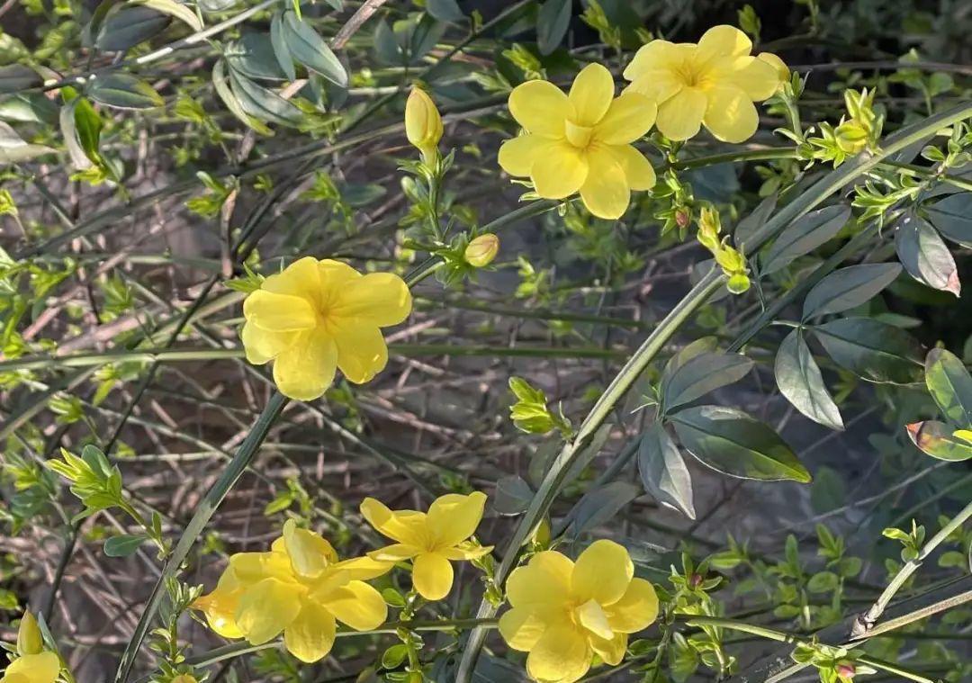 门口种了一棵花，竟被说是不吉利，怼回去：关你P事