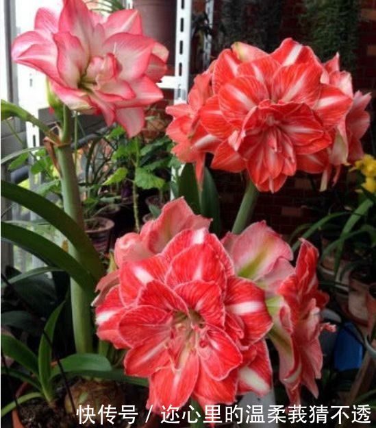 养花试试此几款,花开繁盛花香怡人,花朵美爆阳台