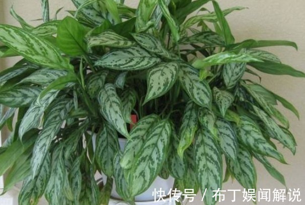 招财树|4种“吸毒花”,再贵也要养一盆,尤其第三种,让家人更健康!