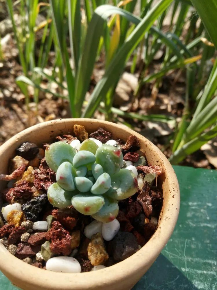 送瘟神,洒庭院,赏多肉,合家团聚话将来!