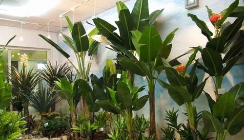 室内养殖花草，该注意哪些？挑选什么品种合适？