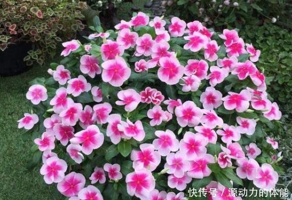 家中常见的4种花，不能让它长太高，一长高就得剪，越剪越开花！