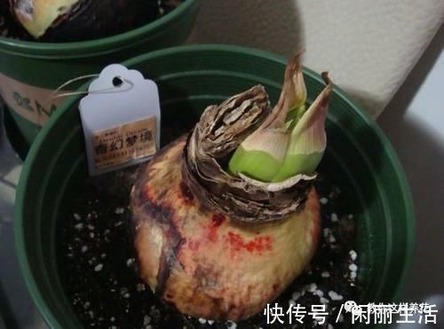 君子兰风信子夹箭不开花，简单1招，把花拽出来！
