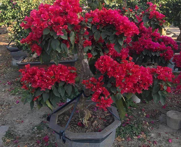 营养物质|摘掉残花后,三角梅迟迟不发新芽,是哪里出问题了?难在此3处