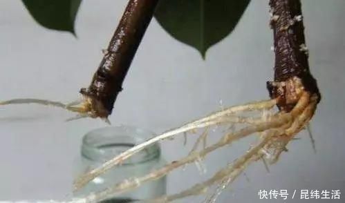 养花|养花爱好者看过来这15种花现在“扦插”,生根快,一个周就长芽