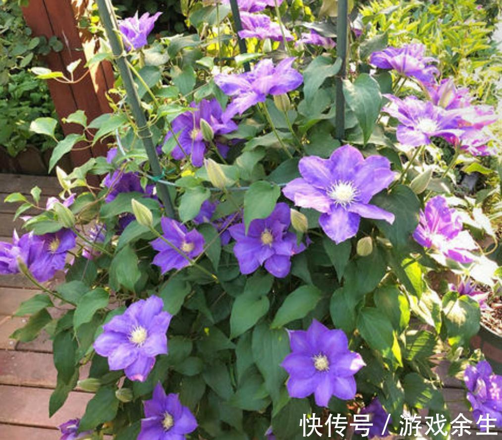 家有小院,用几种植物打造花墙,从春美到秋