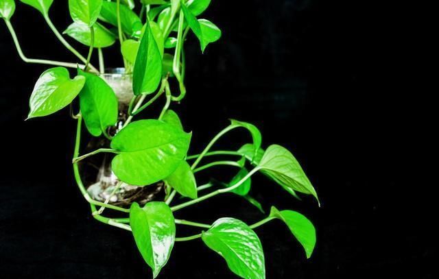 只用|立秋后养绿萝,别只用“清水”,加点它,叶子油绿,一蹿2米长