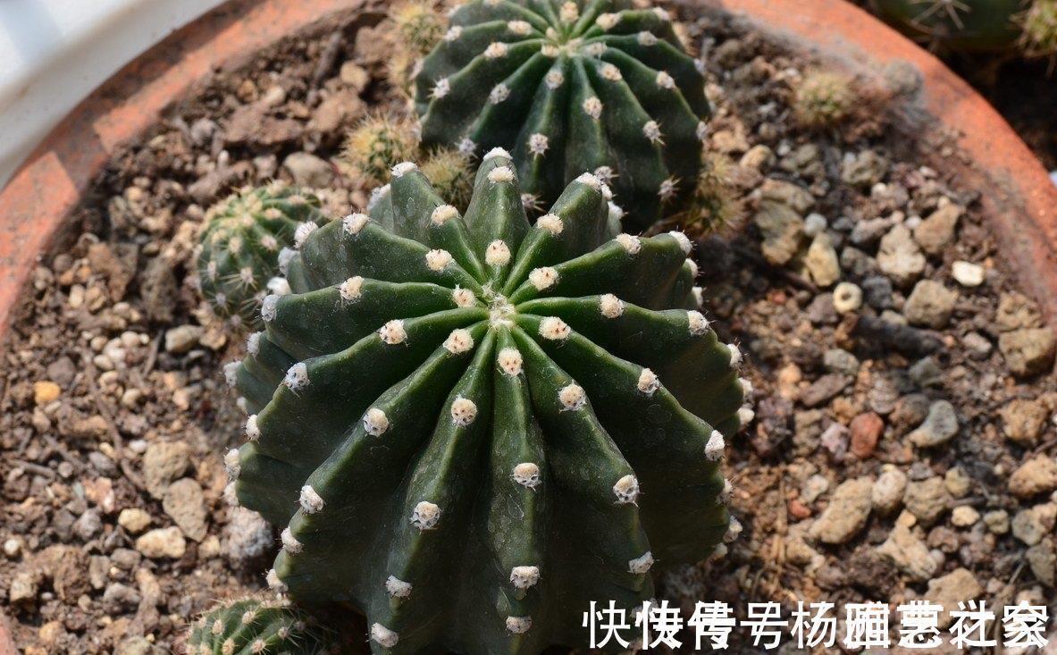 懒人|懒人也能养好的3种盆栽,不怕冷不怕热,长得壮实又有花
