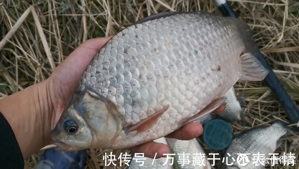 夏季|气温越高大鲫越难钓？把握好这3点，气温高照样钓