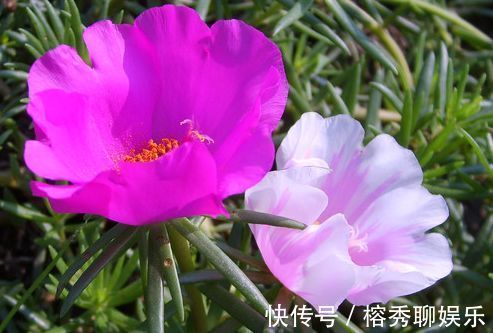 花卉|喜欢玫瑰,不如养盆“珍稀品种”蓝色妖姬,花中新贵,妖艳迷人!