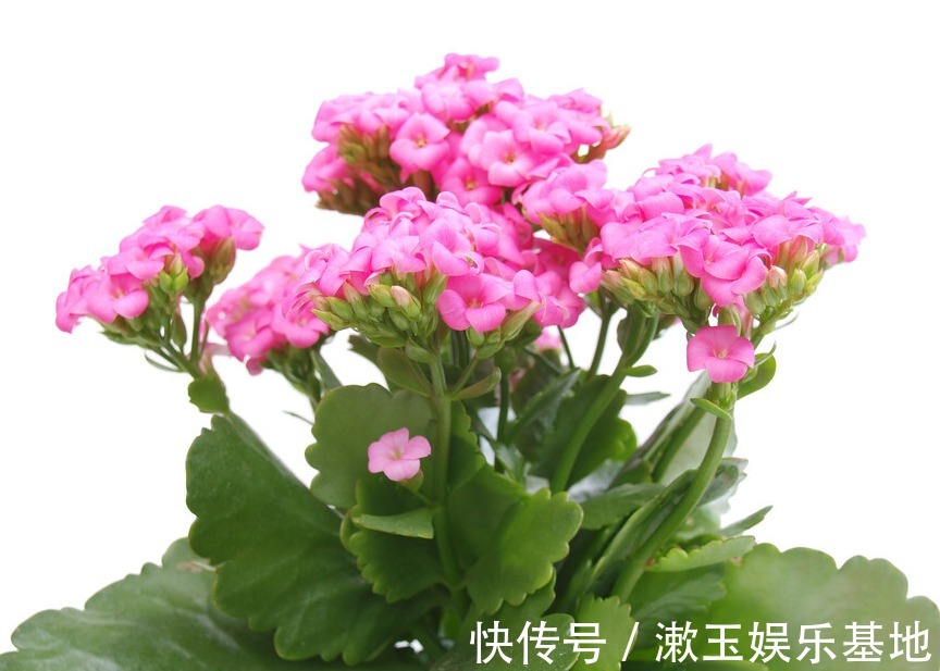 家有长寿花,心情愉悦,长寿花这么养四季开花