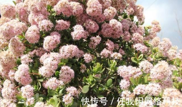 1片玉树叶子也能长成大老桩，方法一点就通，很容易就爆盆！