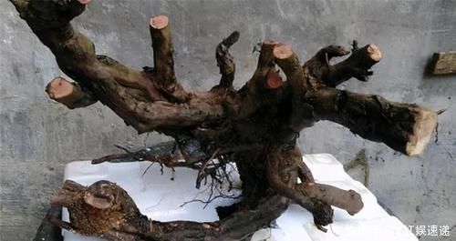 生存率|盆景桩材养坯、上盆，基质里加河沙，不仅提高生存率，还促生长