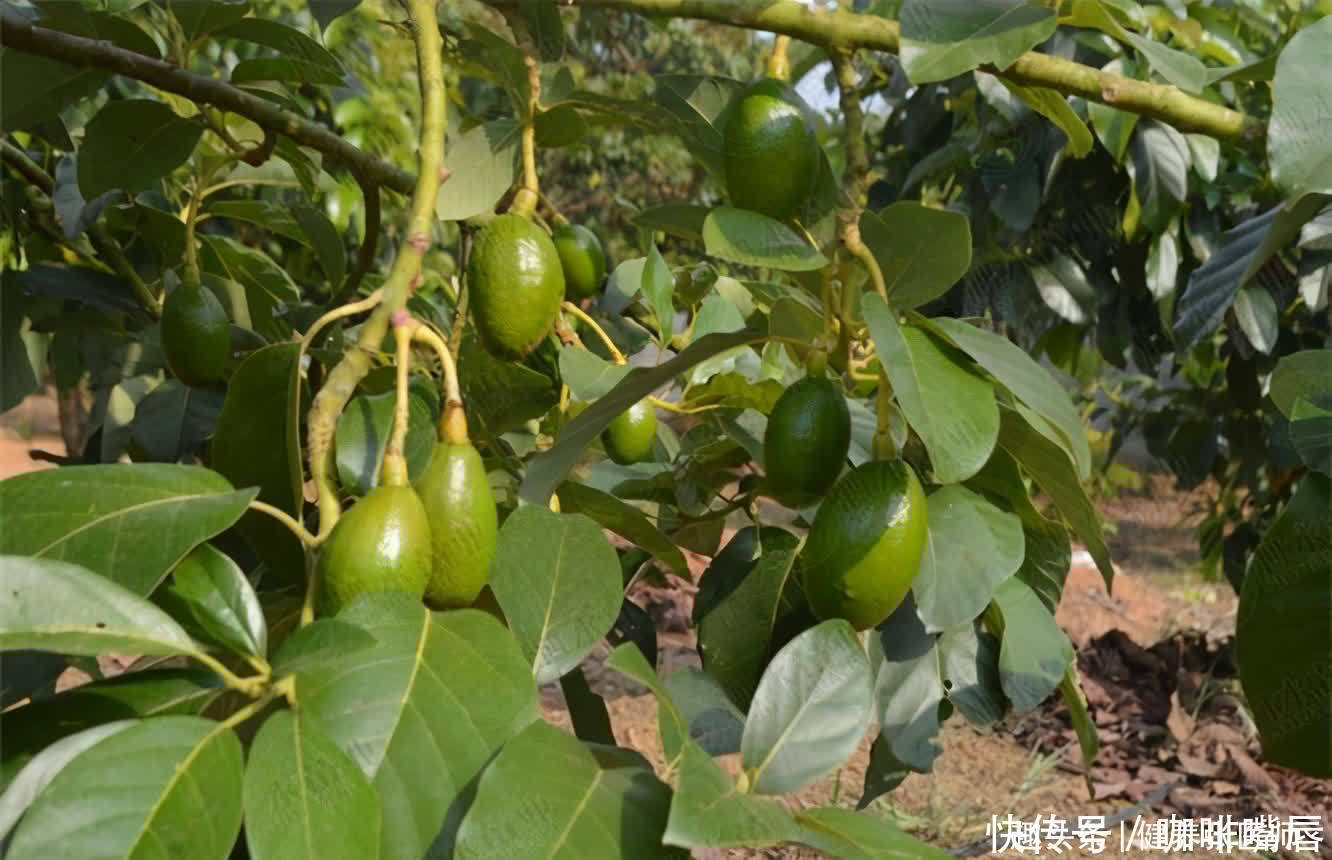 张医师|想长寿得会吃，推荐3种食物，补气通便，减肥瘦身，好处多多