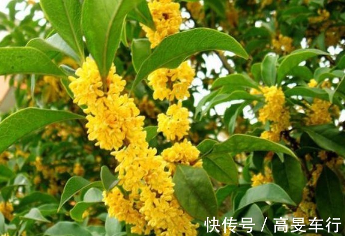 养花就养3种花,家里养一盆,开花漂亮财运来,一养就上瘾