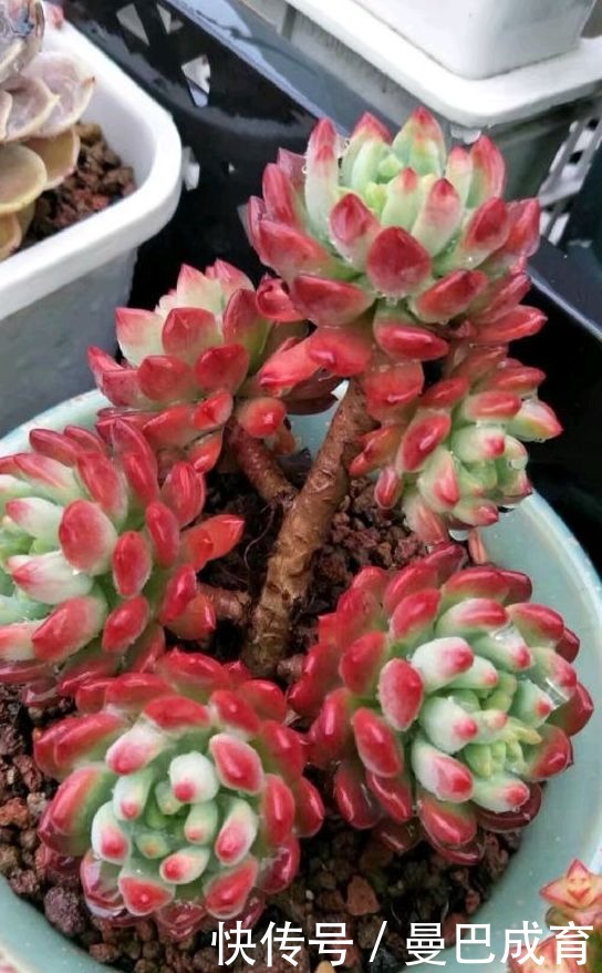 5种多肉“小老桩”,随便晒晒就上色,美的不可方物!