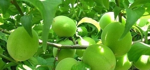 石碱酸|脂肪最怕的刮油“神器”,每天吃一点,刮油减肥,体重嗖嗖掉!