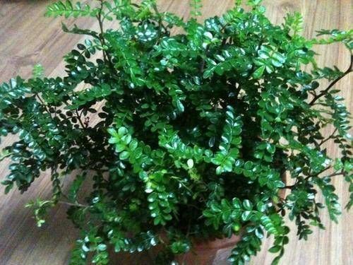 1种可以驱蚊的植物,比绿萝还好养,耐寒又耐热,养一盆飘香满屋