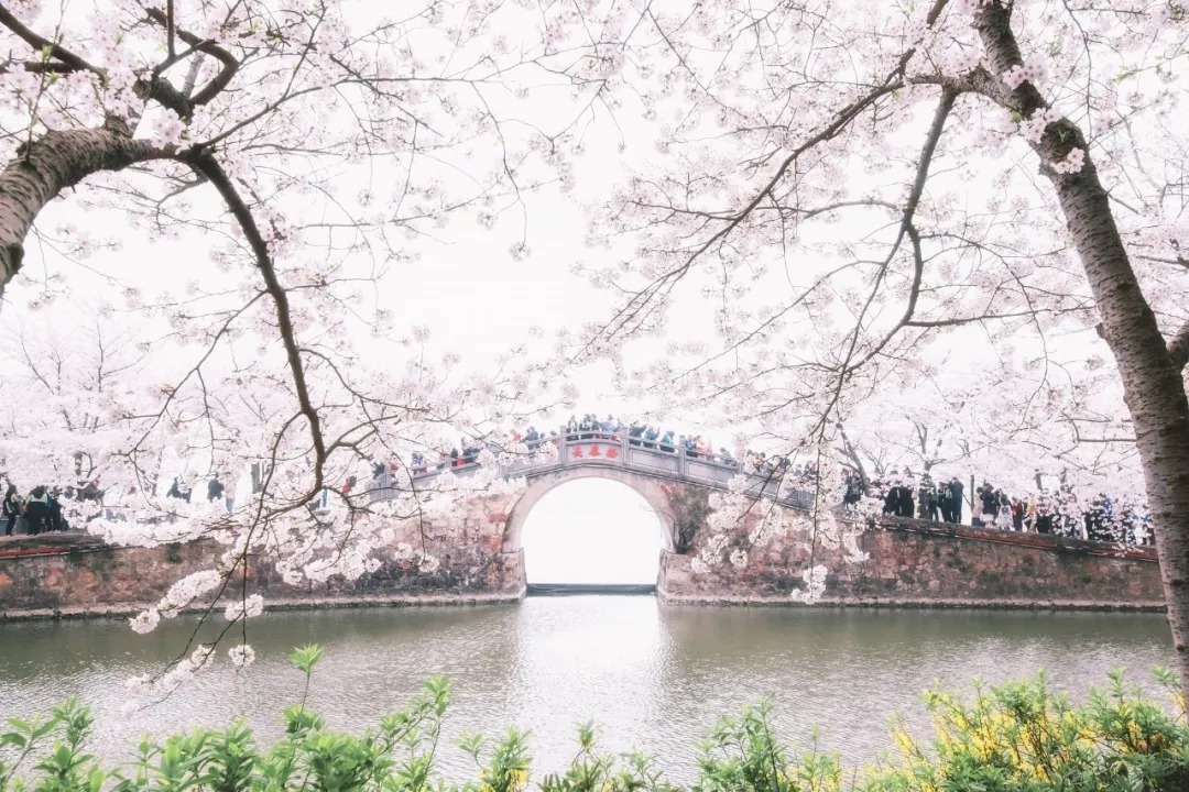 纳兰容若笔下的春天,酌一壶春酒,感怀一段光阴