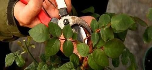 盆子|这五种花在春天剪枝,剪错了一年不开花,生长也受影响