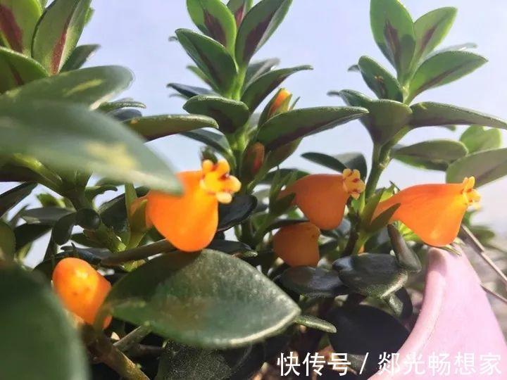 金鱼吊兰这么养，1年四季都能开花，小金鱼噗噗冒！