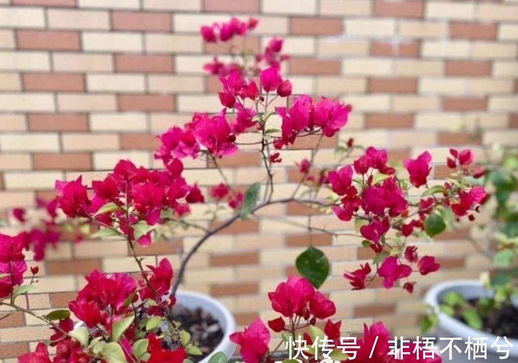 哪些花开花漂亮，花期又长？推荐5种花期超长的花卉