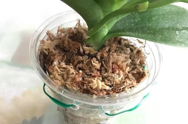 8种花,开完花别急着丢,剪一刀还能继续开!