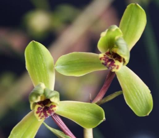 蕙兰老八种都有谁?除了常见的程梅和大一品,其他六种是什么?