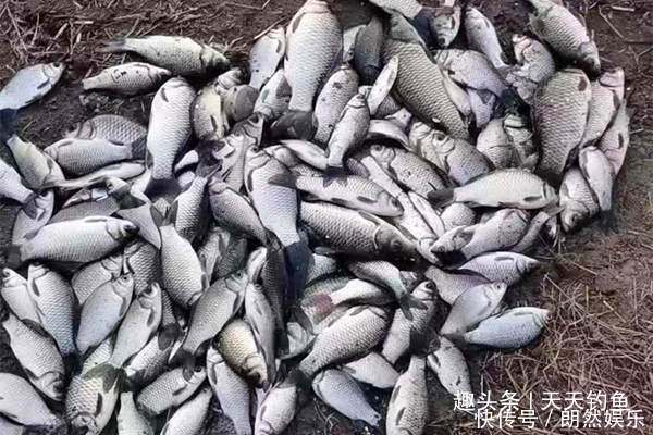 冬季鱼口轻,窝料更要用点好的!几款自制酒米配方,冬钓不走空!