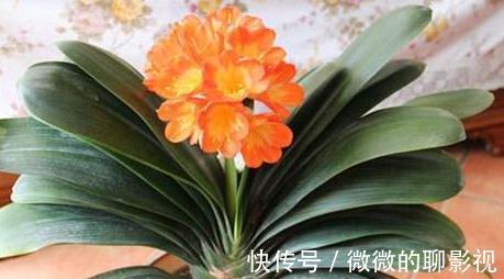 如何延长君子兰的花期,教你6招小技巧,花期多一倍,很实用