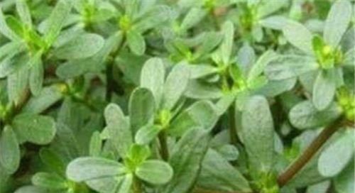 女性推荐常吃3种食物，开胃消食，降脂减肥，皮肤更白皙！