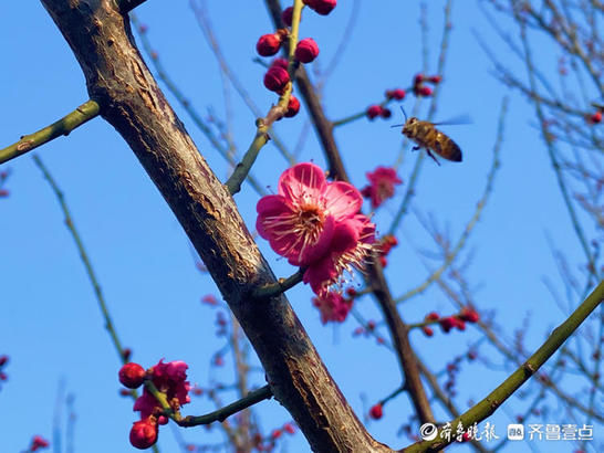 早春二月，暗香浮动，泰安南湖公园梅花竞相绽放惹人爱