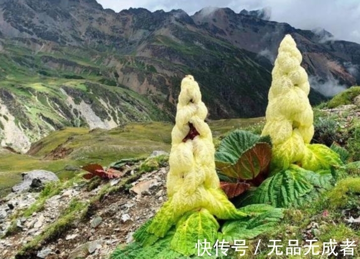 植物|喜马拉雅山最“神秘”的植物，寿命仅有七年，一生只开一次花