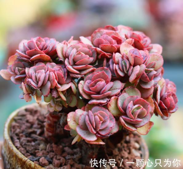 新手养多肉秀妍,做好4件事,叶片红艳美极了,还能养成小老桩