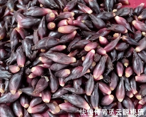 感冒|立秋后,咳嗽感冒不间断,莫慌!常食此野菜,咳嗽不咳,治感冒