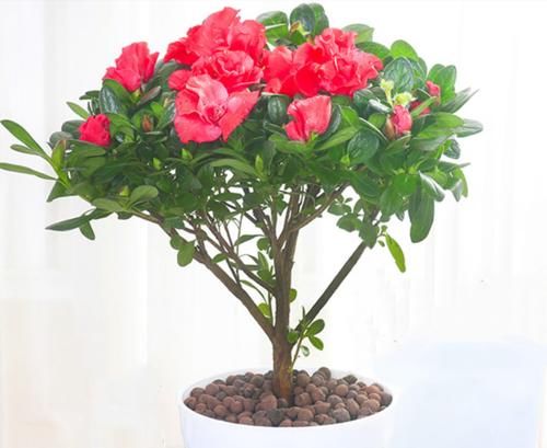 叶子|茶花和杜鹃花有“四怕三要”，弄清楚，叶子就不会发黄掉落了