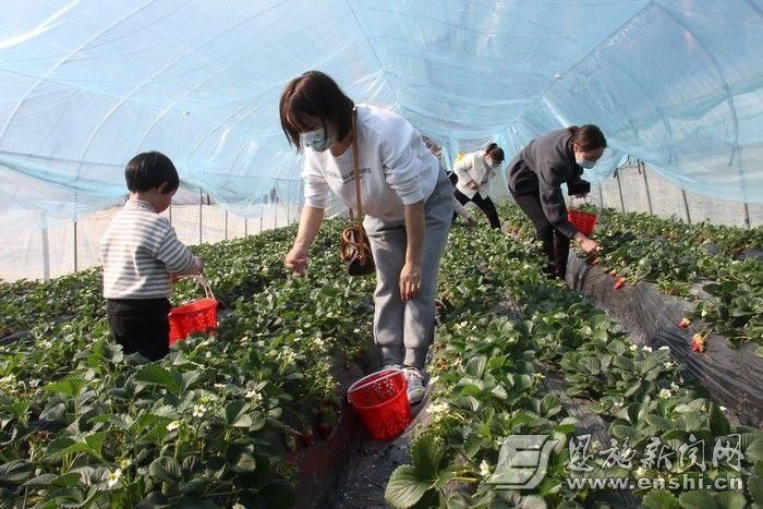 建始长梁观光草莓园 踏青新去处