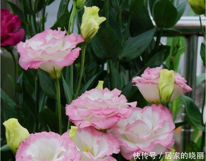 花色|家养这些植物，阳台开出花海，开花美长势旺，黄绿交辉，内敛美