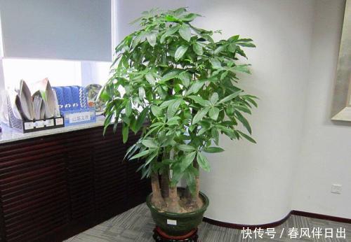 净化空气|客厅养花选它,寓意美好养护简单,越养越值钱,值得拥有!