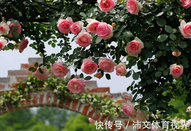 栽种|有院子别空着,栽上3类爬藤花,美成大花海
