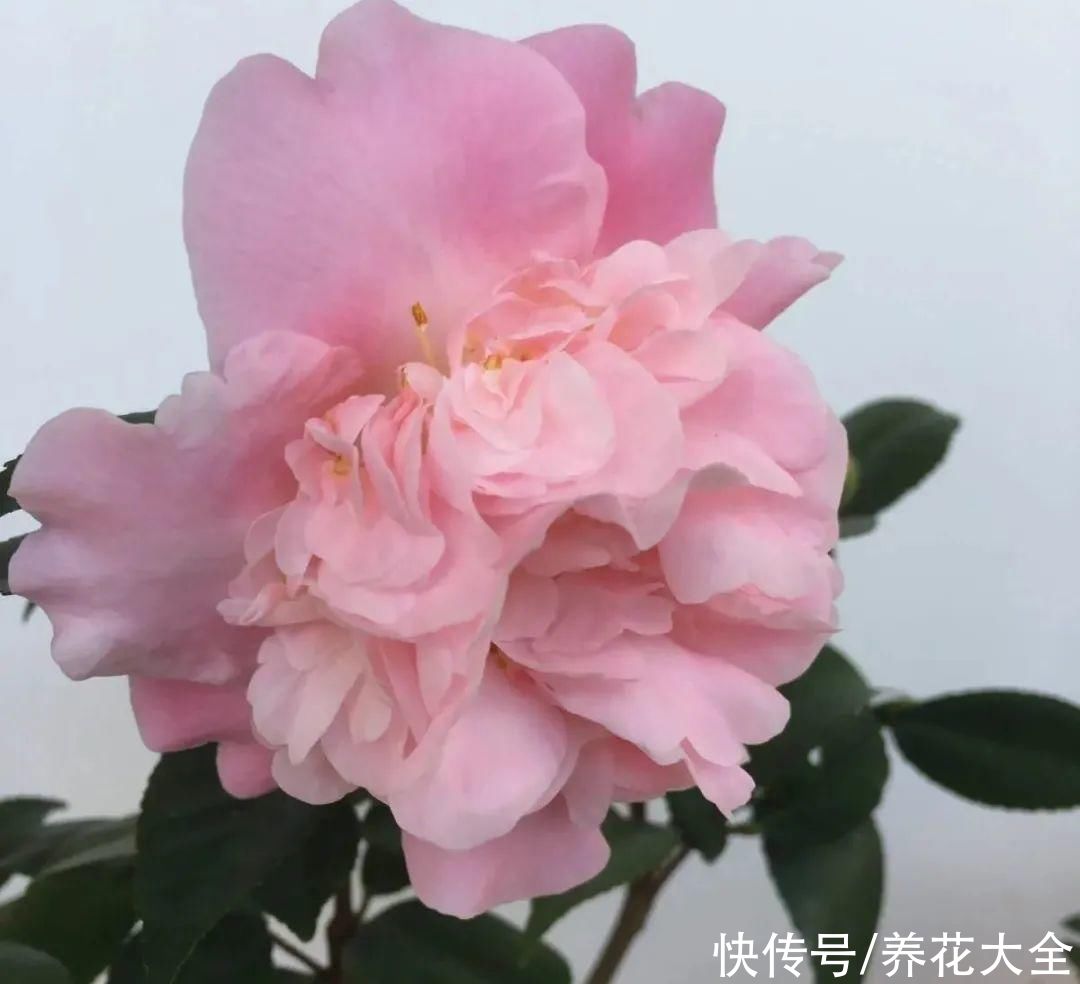  花友|养了几十年的花，竟然是从牙签苗长起来，太辛苦