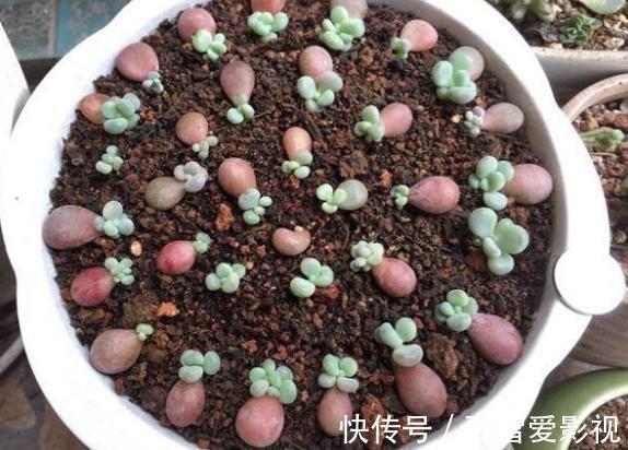 玻璃瓶|扦插多肉:怎么让枝叶早点生根发芽?这里就有4个方法