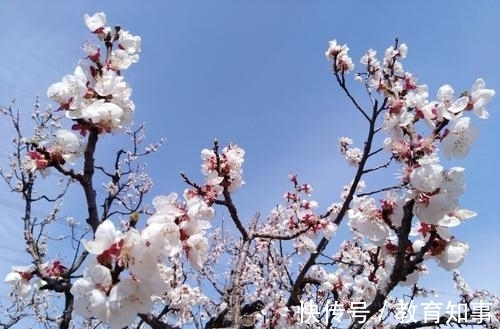 草盛豆苗稀!陶渊明隐居后写下一首名作,王安石读后感怀,即兴抒写了《即事》