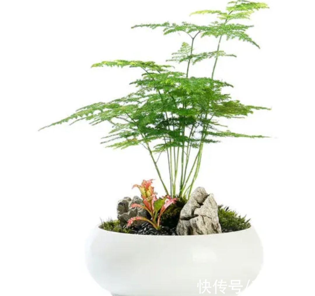 花卉|7种喜阴花，不能放在阳光下直晒，难怪容易出现黄叶枯萎