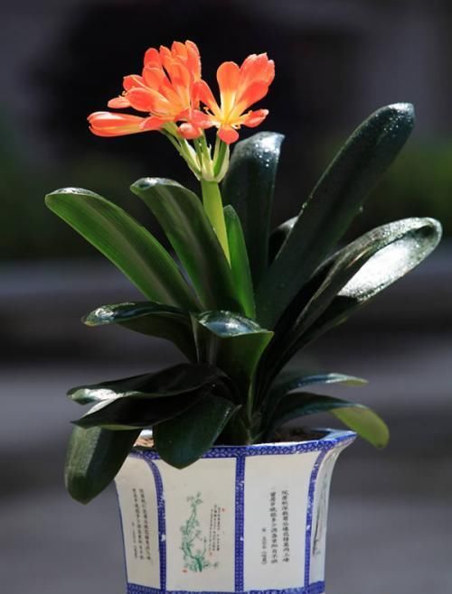  君子兰|君子兰开花太矫情，冬天要冷，春天要晒