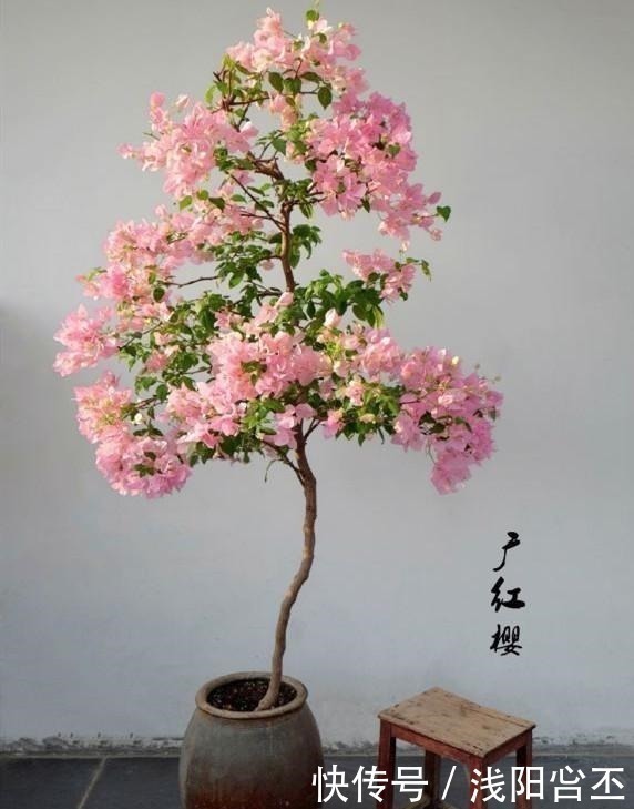 口水|养三角梅的最高境界，看得我直流口水！养三角梅的最高境界，看得我直流口水！